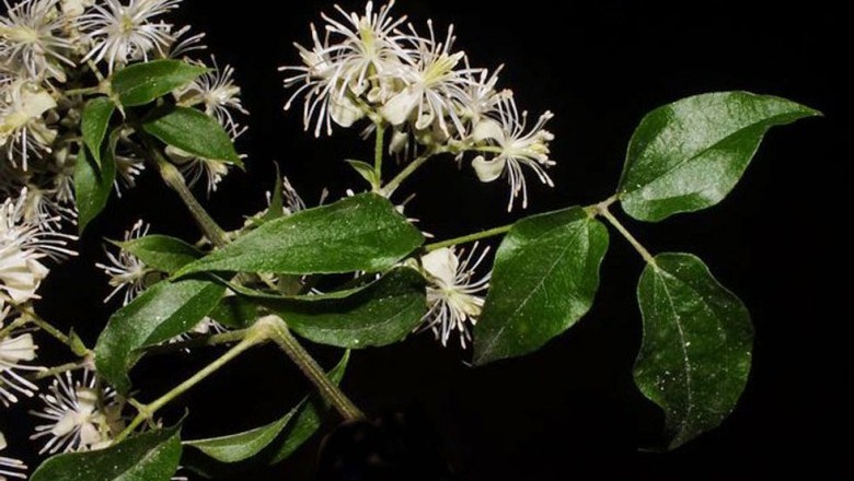 Cây dược liệu cây Dây vằng trắng, Dây rơm, Sơn mục - Clematis granulata (L.) Ohwi (C. meyeniana Walp. var. granulata Finet et Gagnep)
