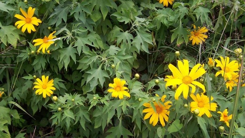 Cây dược liệu cây Hướng dương dại, Sơn quỳ - Tithonia diversifolia (Hemsl). A Gray