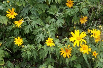 Cây dược liệu cây Hướng dương dại, Sơn quỳ - Tithonia diversifolia (Hemsl). A Gray