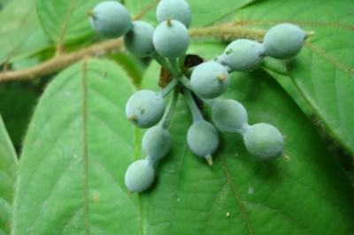 Cây dược liệu cây Dây vú trâu, Dất mèo, Mao quả có đài to - Dasymaschalon macrocalyx Finet et Gagnep