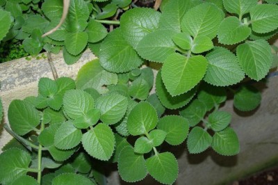 Cây dược liệu cây Húng chanh, Rau tần dày lá, Rau thơm lông - Plectranthus amboinicus (Lour.) Spreng (Coleus amboinicus Lour.)