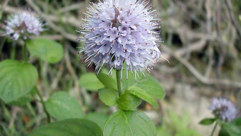 Cây dược liệu cây Húng lũi - Mentha aquatica L