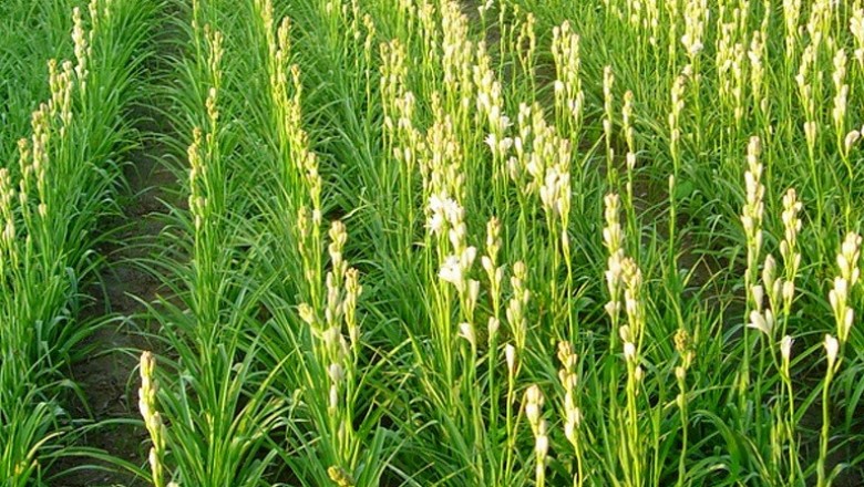 Cây dược liệu cây Huệ - Polianthes tuberosa L