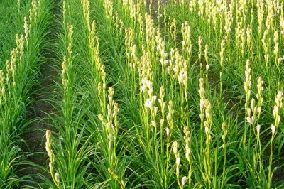 Cây dược liệu cây Huệ - Polianthes tuberosa L