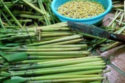 Cây dược liệu cây Đót, Chít - Thysanolaena latifolia (Roxb. ex Hornem.) Honda (T.maxima O. Ktze)