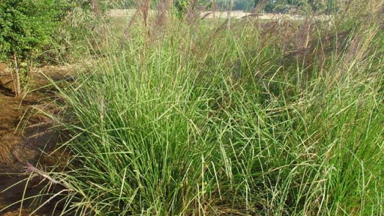 Cây dược liệu cây Hương bài, Cỏ hương bài - Vetiveria zizanioides (L.) Nash ex Small