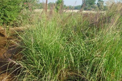 Cây dược liệu cây Hương bài, Cỏ hương bài - Vetiveria zizanioides (L.) Nash ex Small