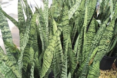 Cây dược liệu cây Hổ vĩ xám, Hổ vĩ hay Lưỡi cọp xanh - Sansevieria zeylanica Willd. (S. hyacinthoides (L.) Druce)