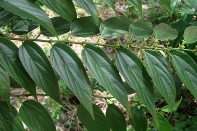 Cây dược liệu cây Hu đay, Hu lá hẹp – Trema angustifolia (Planch.) Blume