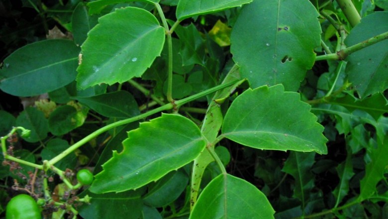 Cây dược liệu cây Dây vác rừng, Mùi tử qua - Tetrastigma harmandii Planch