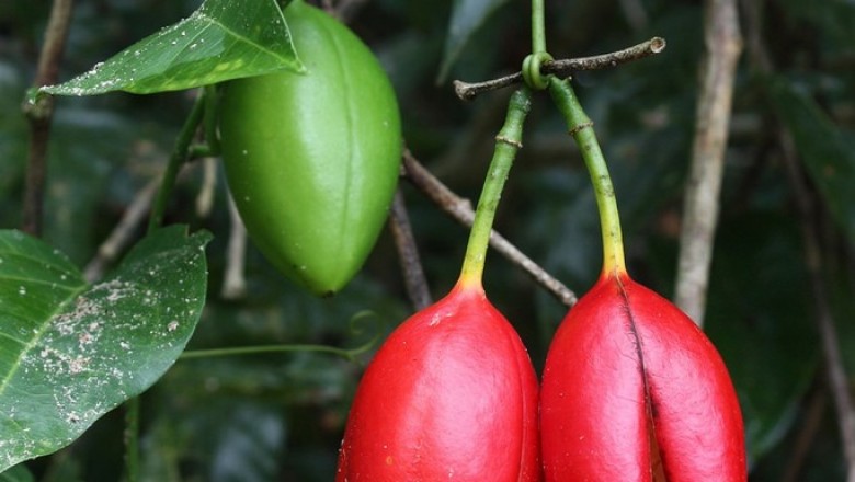 Cây dược liệu cây Dây vòng ky - Adenia heterophylla (Blume) Koord. Subsp. heterophylla (A. chevalieri Gagnep.)