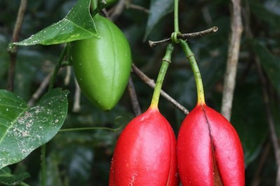 Cây dược liệu cây Dây vòng ky - Adenia heterophylla (Blume) Koord. Subsp. heterophylla (A. chevalieri Gagnep.)