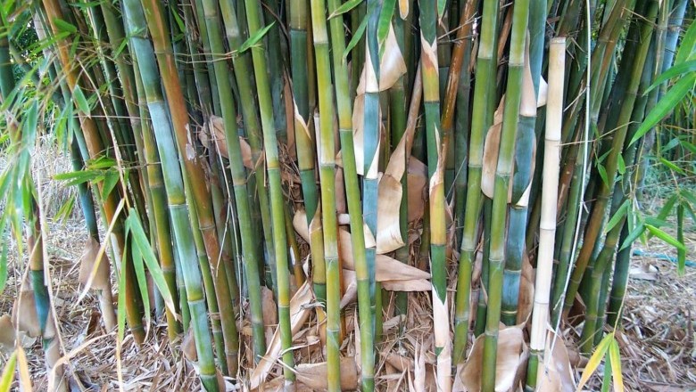 Cây dược liệu cây Hóp - Bambusa tuldoides Munro