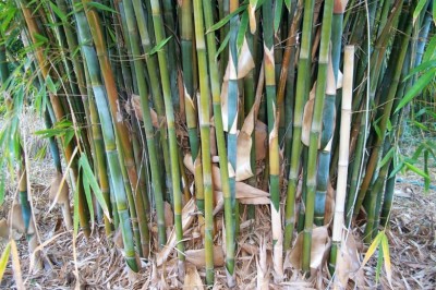 Cây dược liệu cây Hóp - Bambusa tuldoides Munro