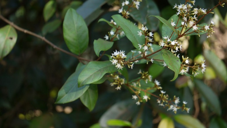 Cây dược liệu cây Dây trổ, Dây sống lưng, Mần trây - Ichnocarpus frutescens (L.) R. Br