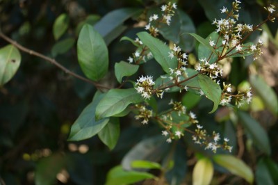 Cây dược liệu cây Dây trổ, Dây sống lưng, Mần trây - Ichnocarpus frutescens (L.) R. Br