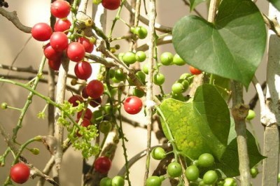 Cây dược liệu cây Dây thần thông, Rễ gió - Tinospora cordiflolia (Willd.) Miers