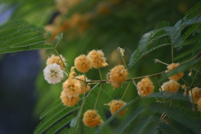 Cây dược liệu cây Hợp hoan thơm, Xúa - Albiza odoratissima (L.f.) Benth