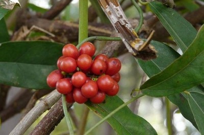 Cây dược liệu cây Dây sương sâm, Dây xanh ba nhị - Tiliacora triandra (Colebr.) Diels