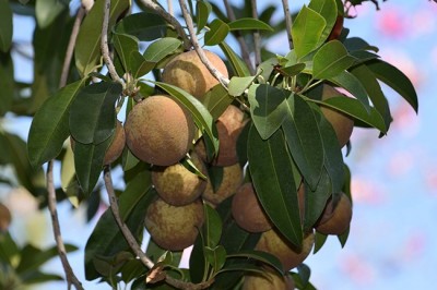 Cây dược liệu cây Hồng xiêm, Xapôchê - Manilkara zapota (L.) P. van Royen (Achras zapota L)