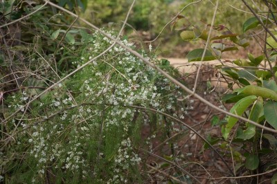 Cây dược liệu cây Dây tóc tiên, Dây tút thiên nhọn - Asparagus acerosus Roxb