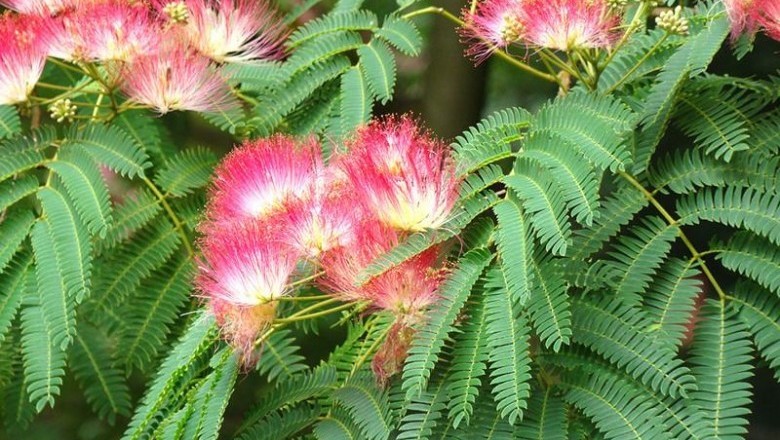 Cây dược liệu cây Hợp hoan - Albizia julibrissin Durazz