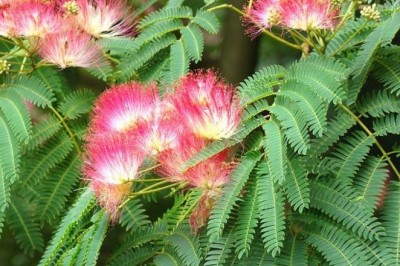 Cây dược liệu cây Hợp hoan - Albizia julibrissin Durazz