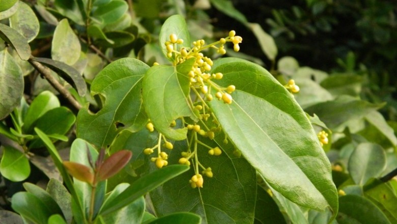 Cây dược liệu cây Dây sương sâm nhọn, Dây xanh nhọn - Tiliacora acuminata (Lam.) Miers