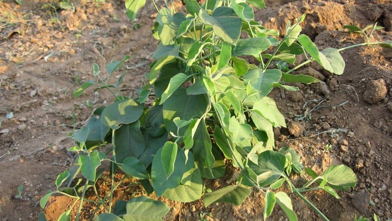 Cây dược liệu cây Dây thìa canh gân mạng – Gymnema syringaefolium Cost. (G. reticulatum (Moon) Alst)