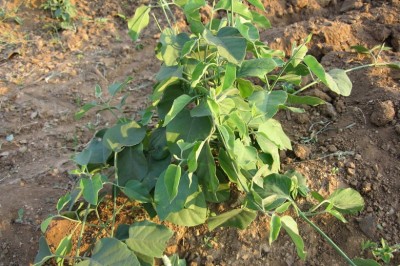 Cây dược liệu cây Dây thìa canh gân mạng – Gymnema syringaefolium Cost. (G. reticulatum (Moon) Alst)