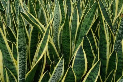 Cây dược liệu cây Hổ vĩ mép lá vàng, Lưỡi cọp - Sansevieria trifasciata Hort. ex Prain var. laurentii (De Willd.) N.E. Brown