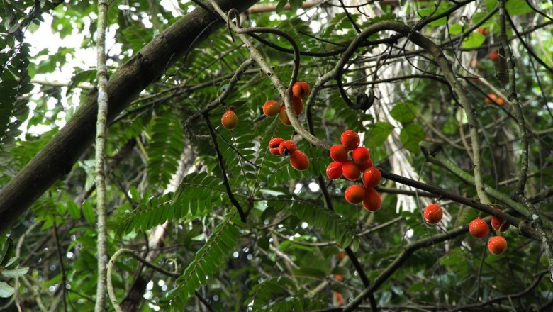 Cây dược liệu cây Dây trường khế, Dây khế - Cnestis palala (Lour.) Merr