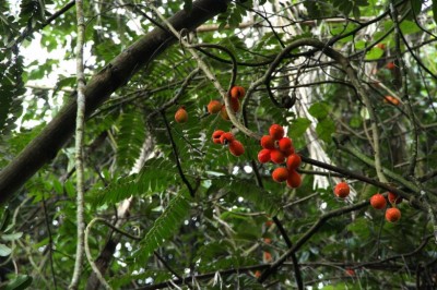 Cây dược liệu cây Dây trường khế, Dây khế - Cnestis palala (Lour.) Merr