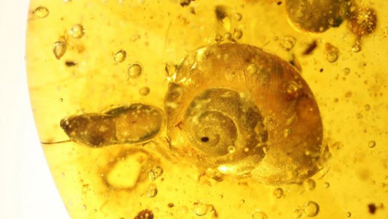 Ốc sên chết kẹt trong hổ phách 99 triệu năm