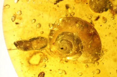 Ốc sên chết kẹt trong hổ phách 99 triệu năm