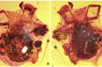Ve hút máu chết kẹt trong hổ phách 100 triệu năm