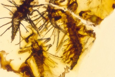 Côn trùng mới nở chết cứng trong hổ phách 130 triệu năm