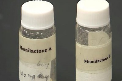 Hợp chất đắt hơn vàng 30 ngàn lần được tìm thấy từ cây lúa