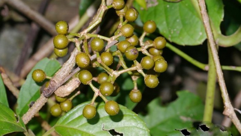 Cây dược liệu cây Dây rơm - Tetrastigma erubescens Planch