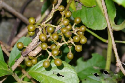 Cây dược liệu cây Dây rơm - Tetrastigma erubescens Planch