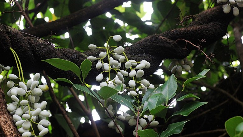 Cây dược liệu cây Dây song bào - Diploclisia glaucescens (Blume) Diels