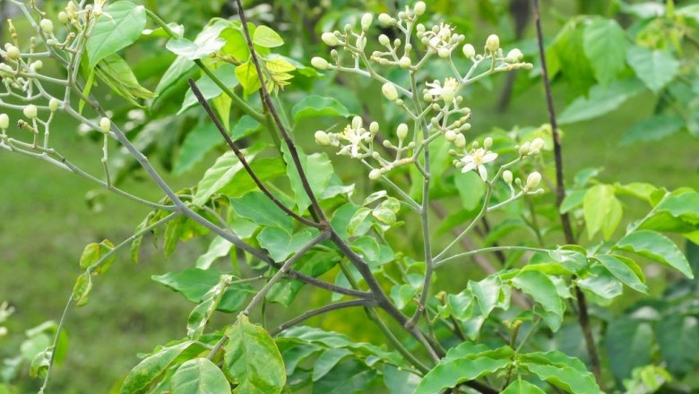 Cây dược liệu cây Hồng bì rừng - Clausena dunniana Lévl. er Fedde