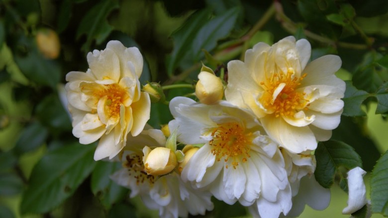 Cây dược liệu cây Hồng nhiều hoa - Rosa multiflora Thunb. (R. polyantha Sieb et Zucc.)