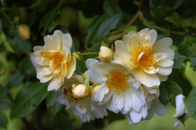 Cây dược liệu cây Hồng nhiều hoa - Rosa multiflora Thunb. (R. polyantha Sieb et Zucc.)