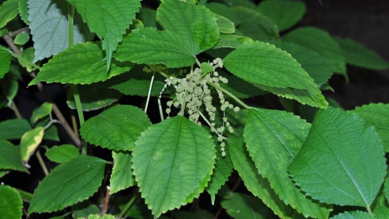 Cây dược liệu cây Ðay suối, Me đỏ, Me sót, Gai Bắc bộ - Boehmeria tonkinensis Gagnep