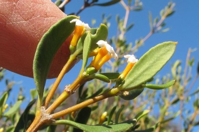 Cây dược liệu cây Dây sen, Ngôn vàng - Alyxia flavescens