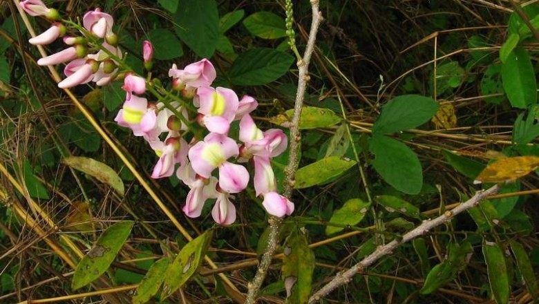 Cây dược liệu cây Hồng mai, Đỗ mai, Sát thử đốm - Gliricidia sepium (Jacq.) Kunth. ex Walp (Robinia sapium Jacq.)