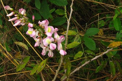 Cây dược liệu cây Hồng mai, Đỗ mai, Sát thử đốm - Gliricidia sepium (Jacq.) Kunth. ex Walp (Robinia sapium Jacq.)