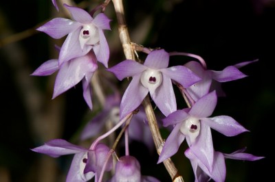 Cây dược liệu cây Hồng cầu. Thạch hộc móc - Dendrobium aduncum Wall. ex Lindl