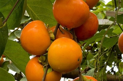Cây dược liệu cây Hồng - Diospyros kaki L.f.